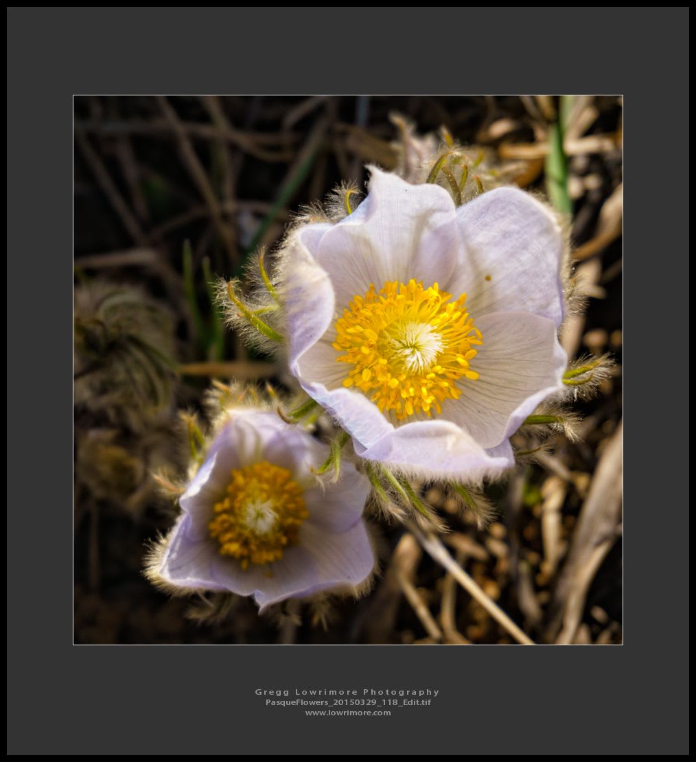 Pasque Flowers 20150329 118